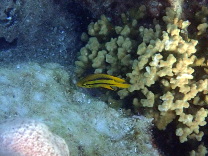 Neoglyphidodon nigroris