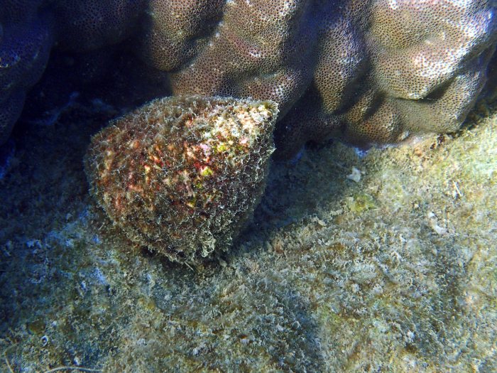 Tectus pyramis