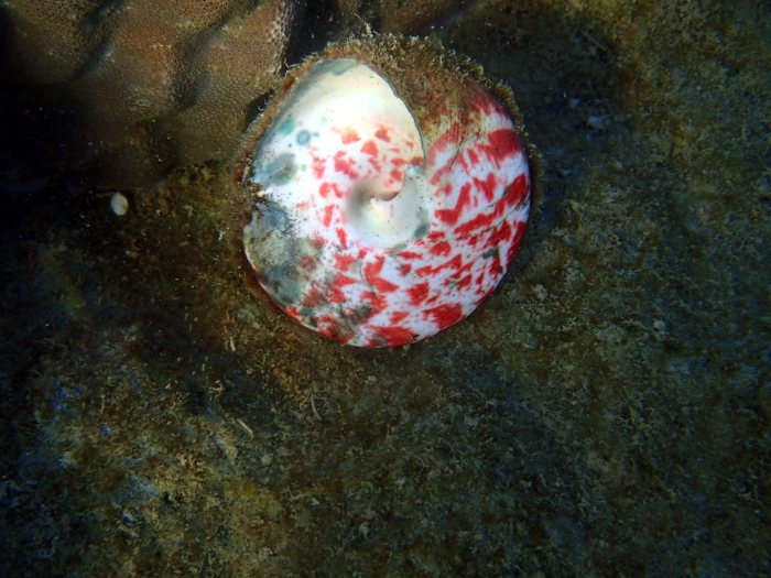Tectus pyramis