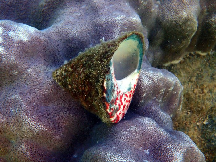 Tectus pyramis