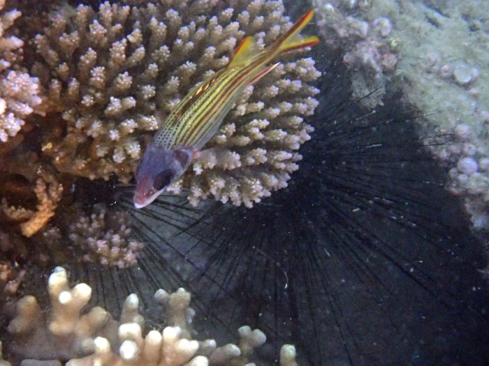 Neoniphon sammara