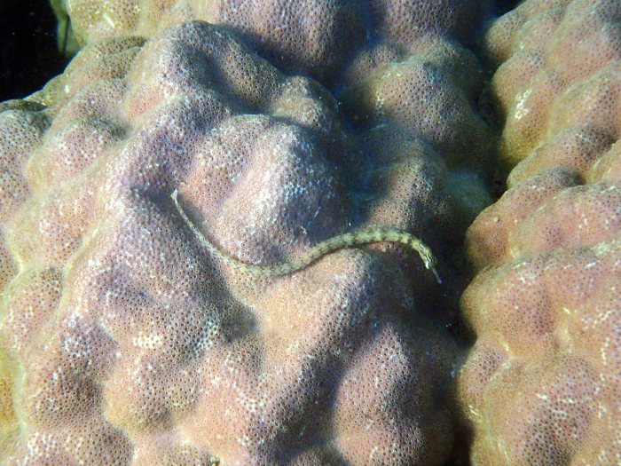 Corythoichthys haematopterus