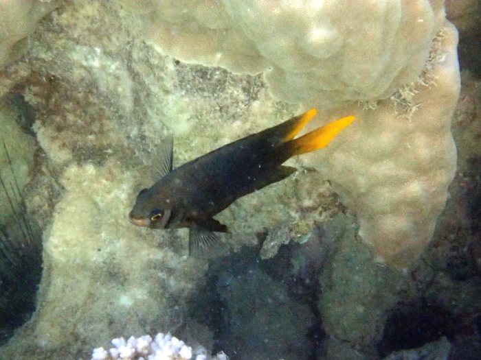 Neoglyphidodon nigroris