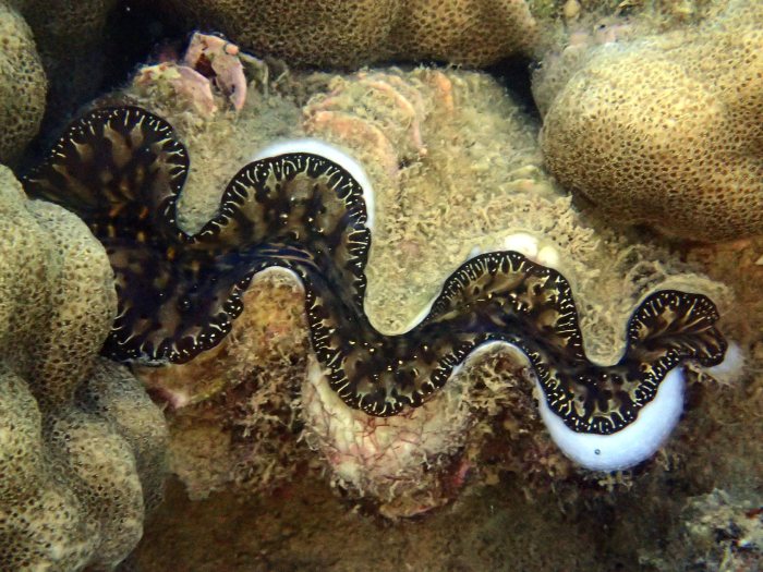 Bénitier