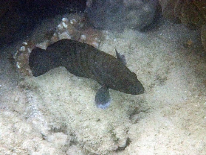 Cephalopholis boenak