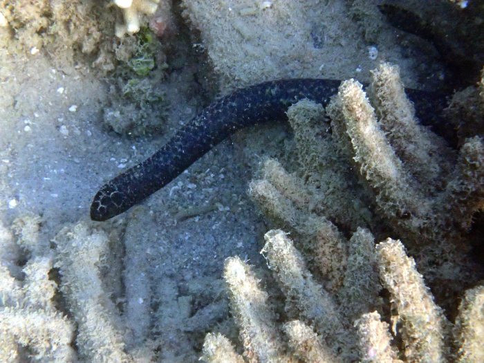 Emydocephalus annulatus