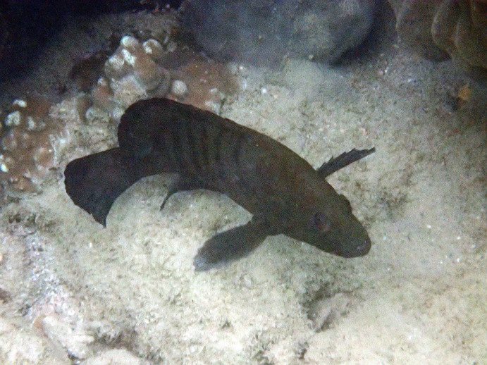 Cephalopholis boenak