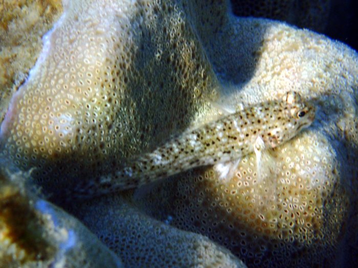 Istigobius decoratus