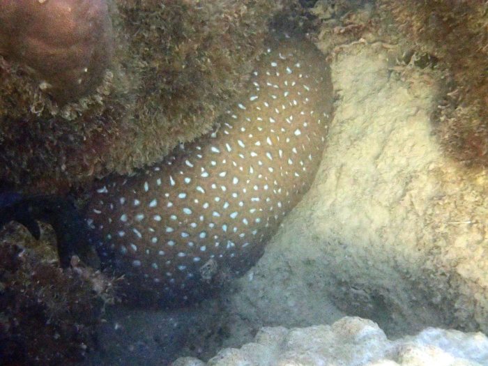 Corail dur