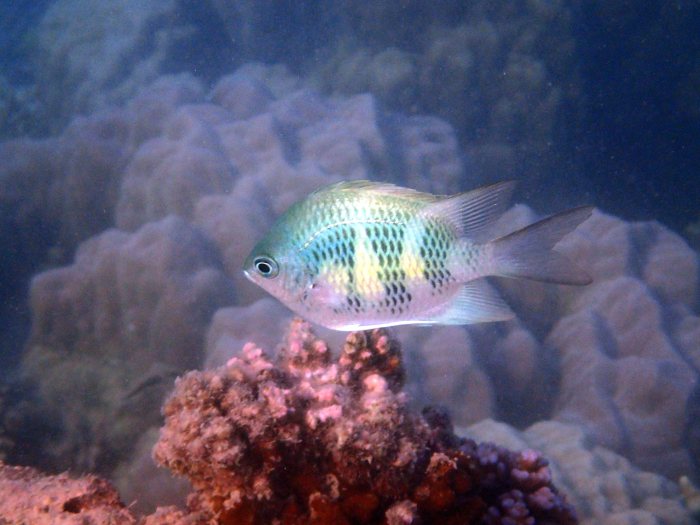 Amblyglyphidodon curacao