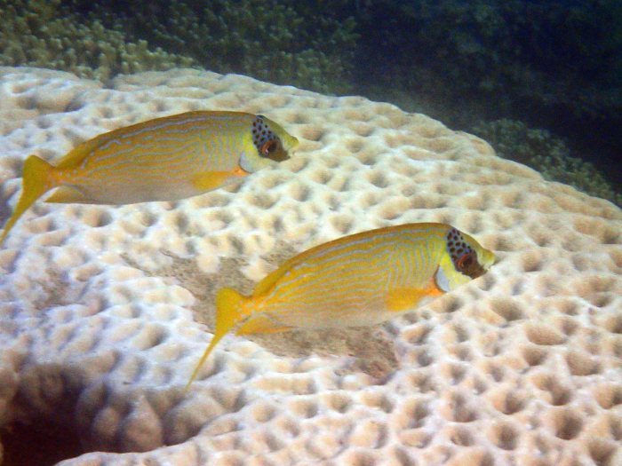 Siganus puellus