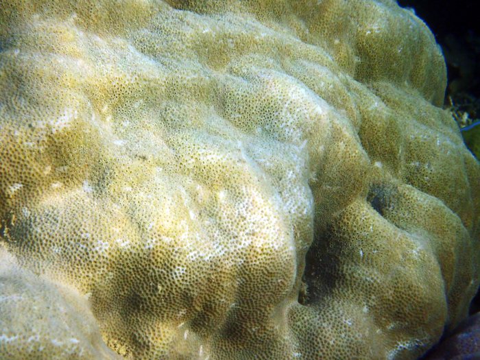 Corail dur