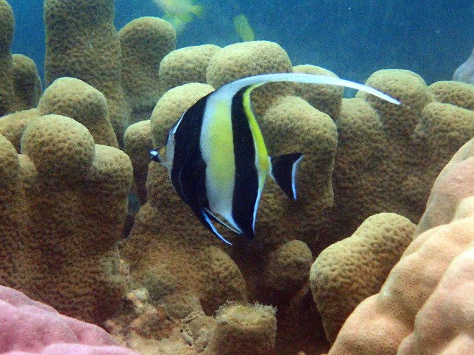 Zanclus cornutus