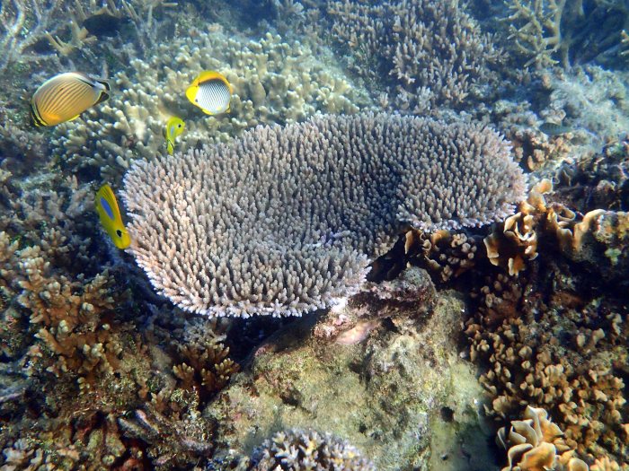 Corail dur