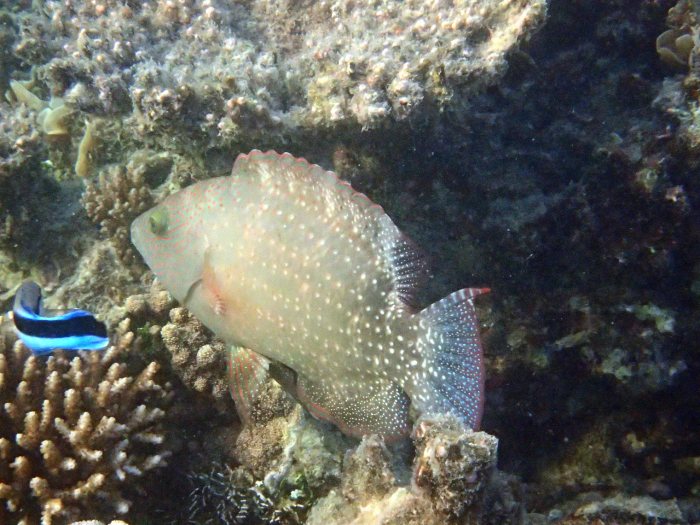 Cheilinus chlorourus