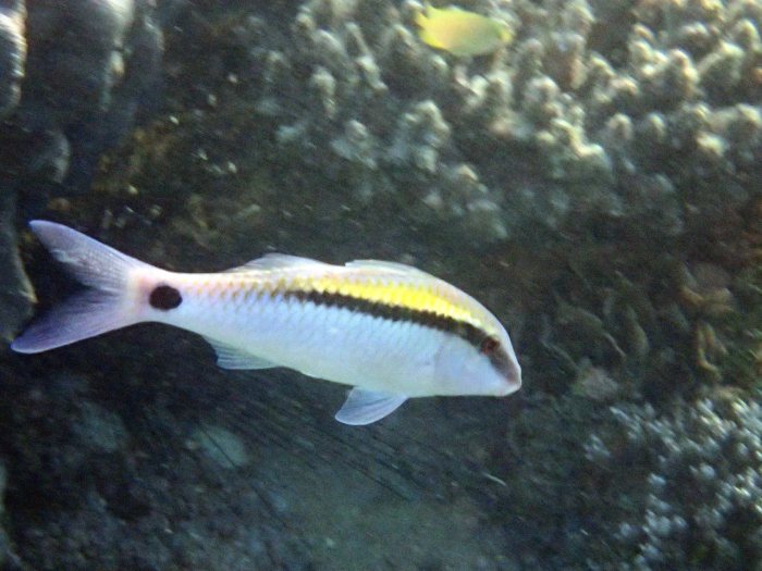 Parupeneus barberinus