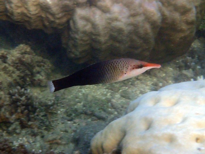 Gomphosus varius