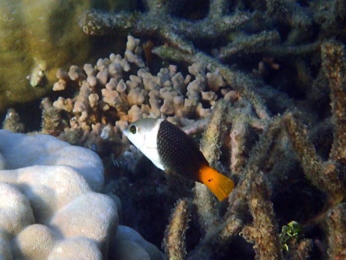 Hemigymnus melapterus