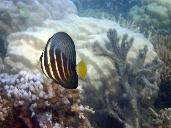 Zebrasoma velifer