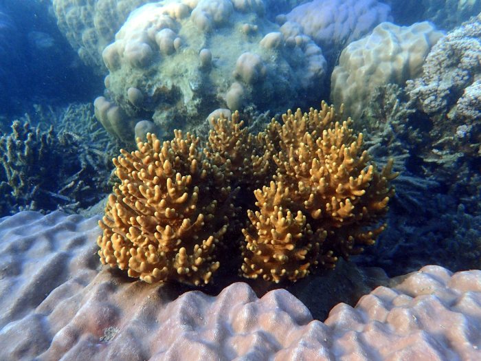 Corail dur