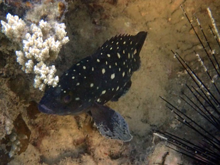 Epinephelus coeruleopunctatus