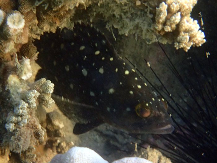 Epinephelus coeruleopunctatus