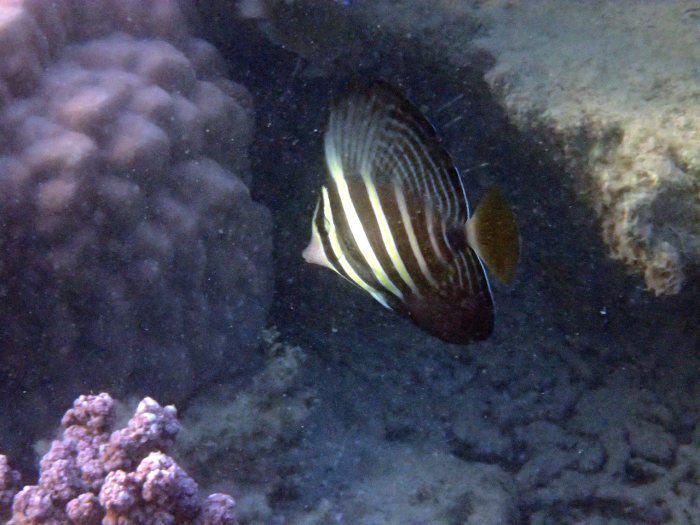 Zebrasoma velifer