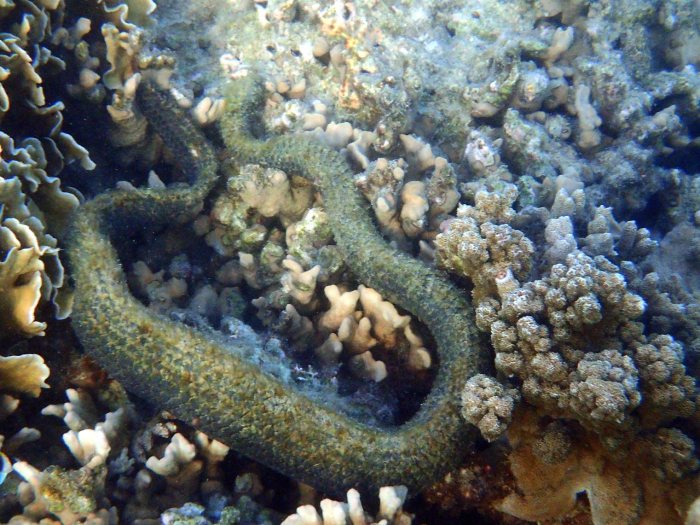 Aipysurus duboisii