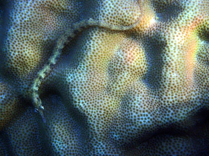 Corythoichthys haematopterus