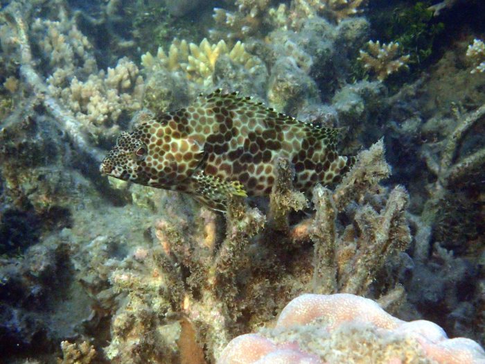 Epinephelus merra