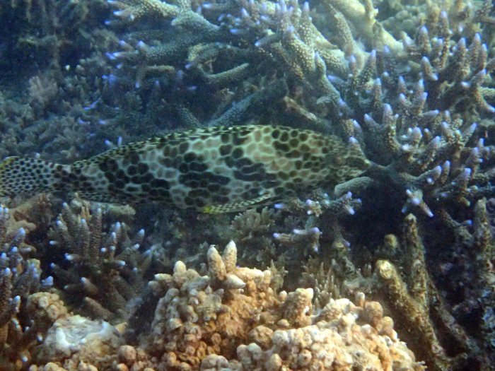 Epinephelus merra