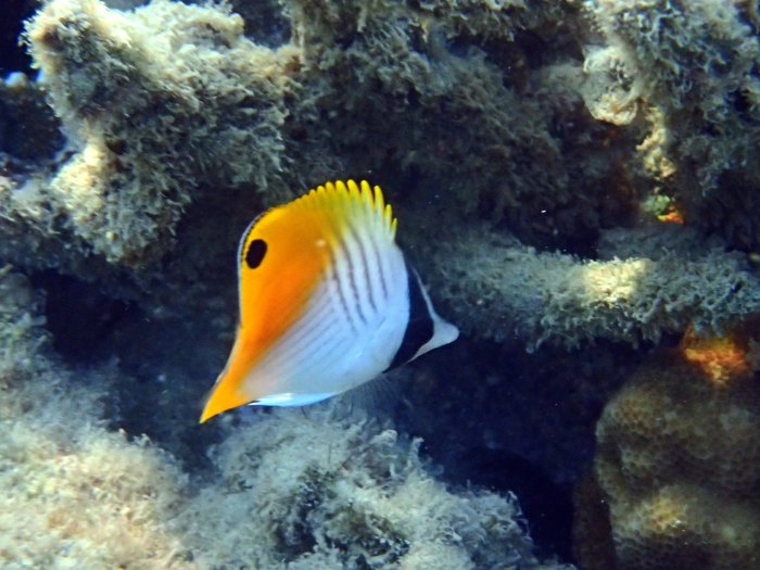 Chaetodon auriga