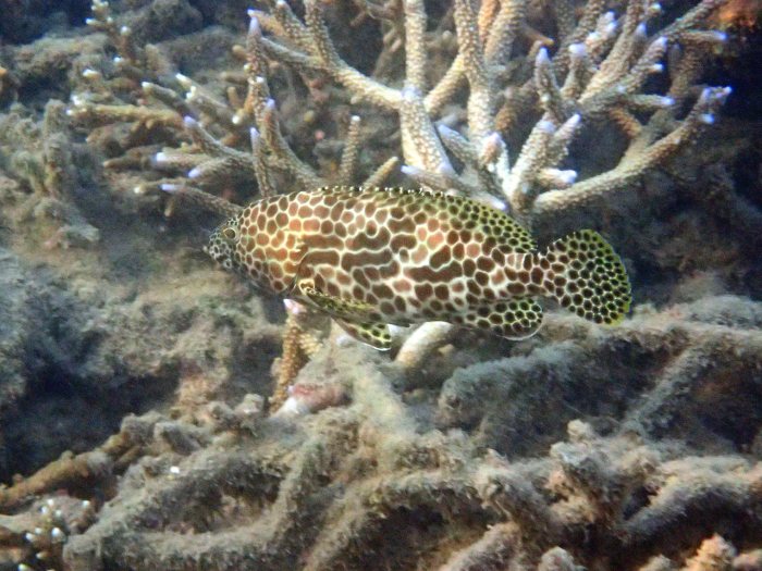 Epinephelus merra