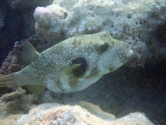 Arothron hispidus