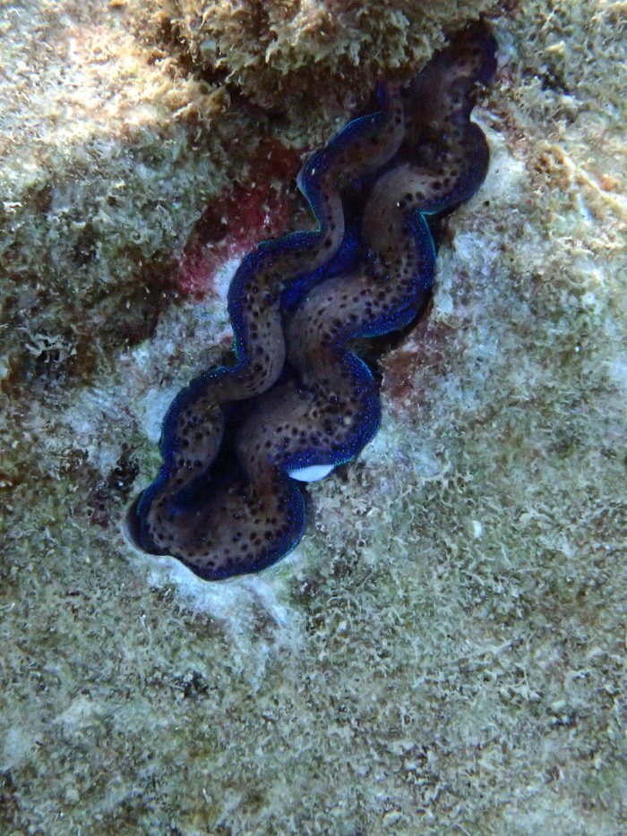 Bénitier