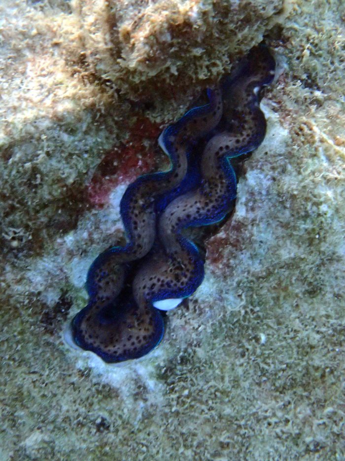 Bénitier