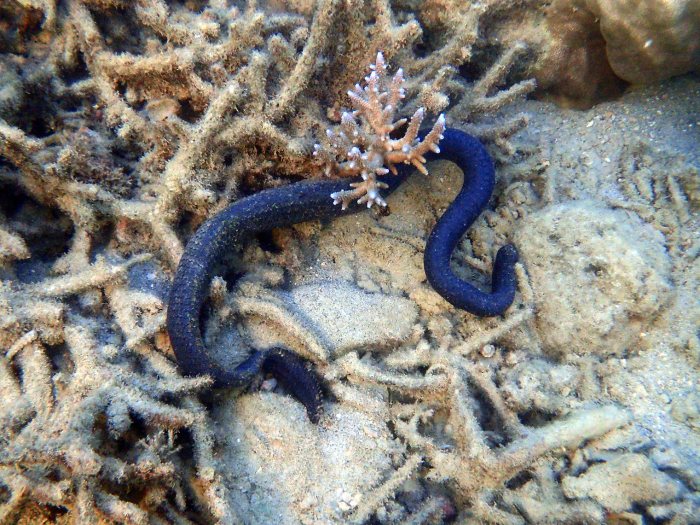 Emydocephalus annulatus