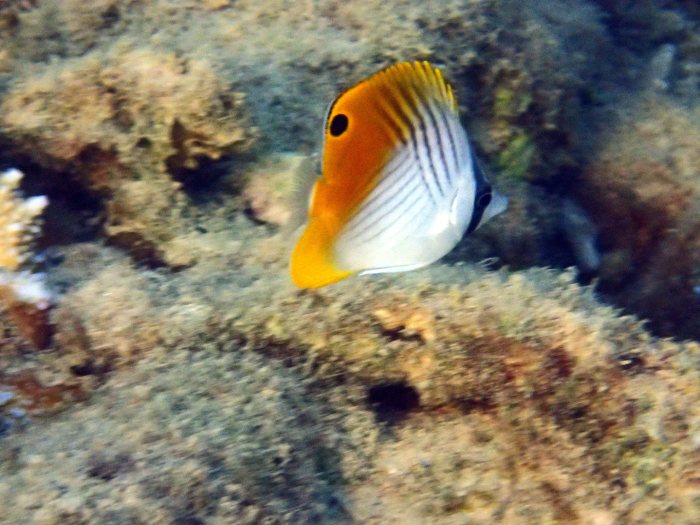 Chaetodon auriga