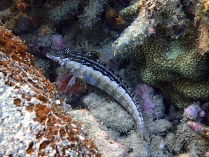 Parapercis australis