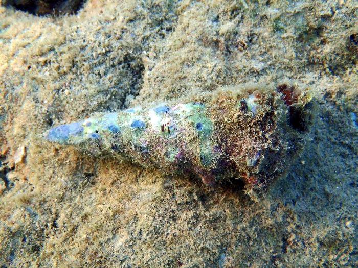 Mollusques