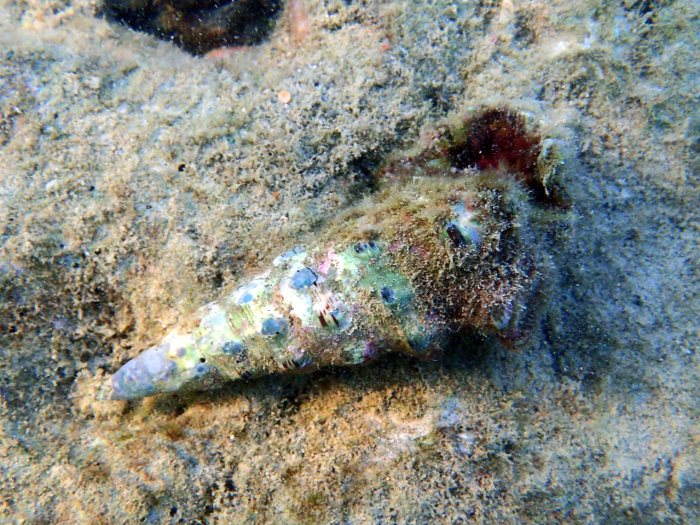 Mollusques
