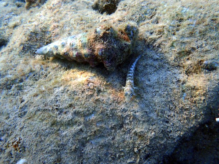 Parapercis australis