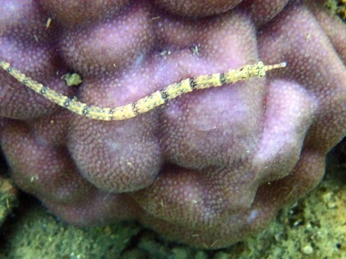 Corythoichthys haematopterus