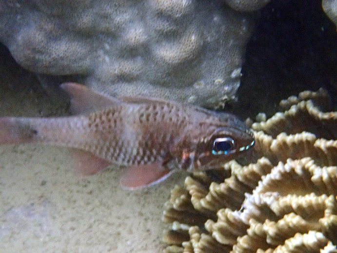 Nectamia fusca