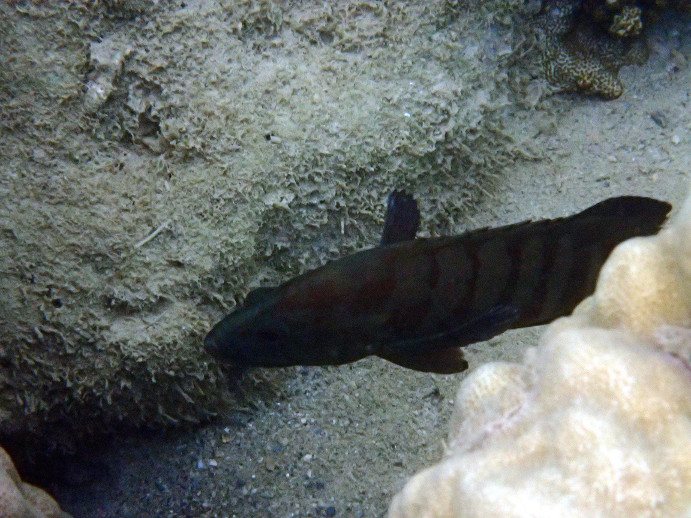 Cephalopholis boenak