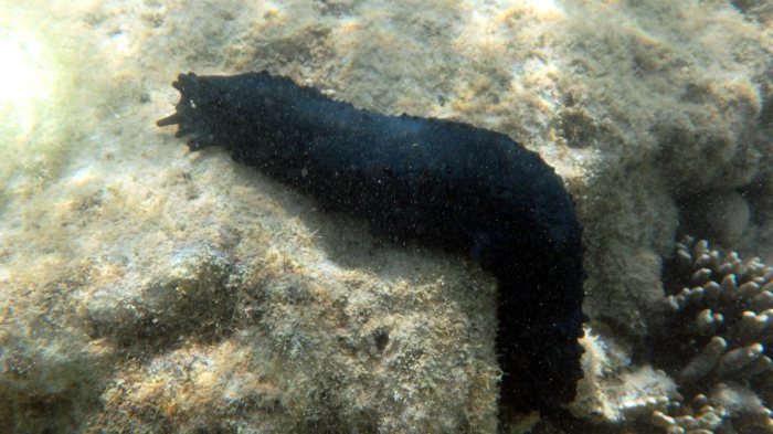 Stichopus chloronotus