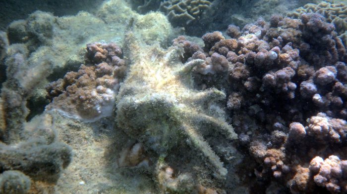 Mollusques