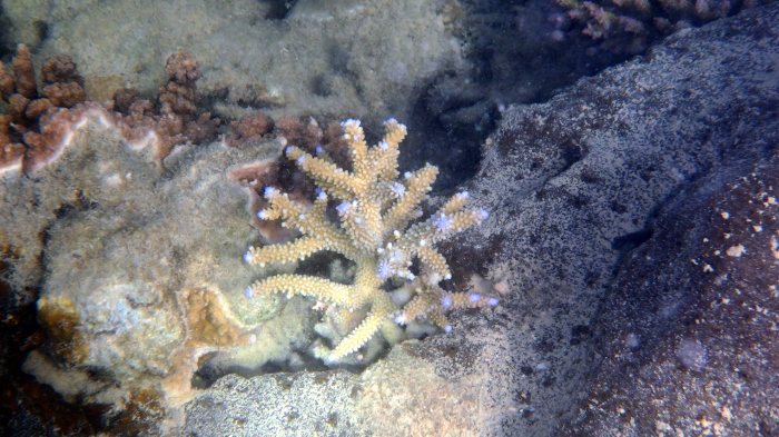 Corail dur