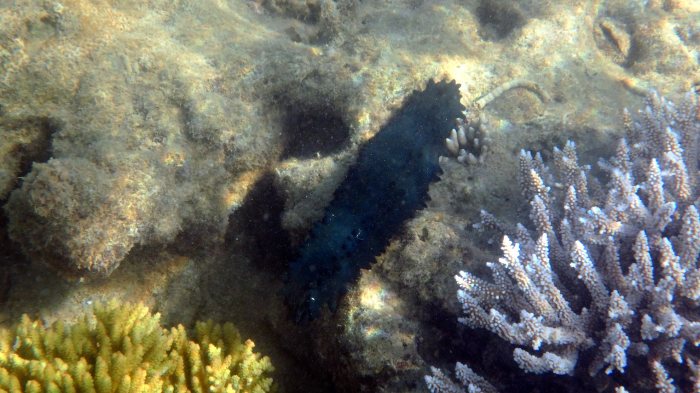 Stichopus chloronotus
