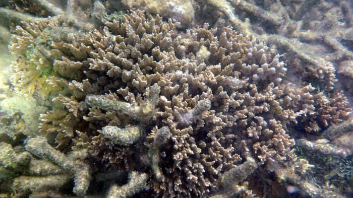 Corail dur